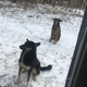 Two dogs greet us as we enter the Chernobyl exclusion zone. They are friendly. (Terrell Jermaine Starr/The Root)